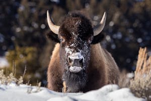 Bison©Georgia Struhsaker