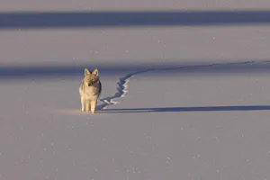 Coyote©Georgia Struhsaker