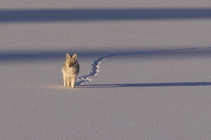 Coyote©Georgia Struhsaker