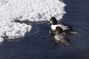 Barrow's Goldeneyes©Georgia Struhsaker