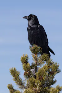 Raven©Georgia Struhsaker