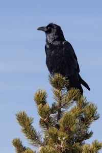 Raven©Georgia Struhsaker