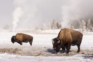 Bison©Georgia Struhsaker