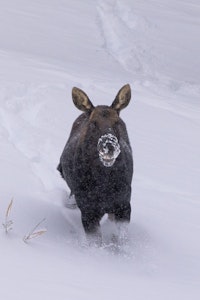 Moose©Georgia Struhsaker