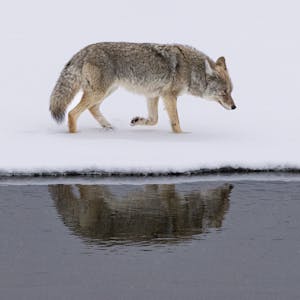 Coyote©Georgia Struhsaker