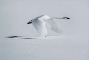 Trumpeter Swan© Chris Desborough