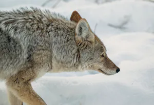 Coyote© Chris Desborough