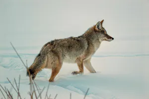 Coyote© Chris Desborough