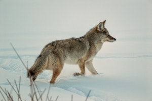 Coyote© Chris Desborough
