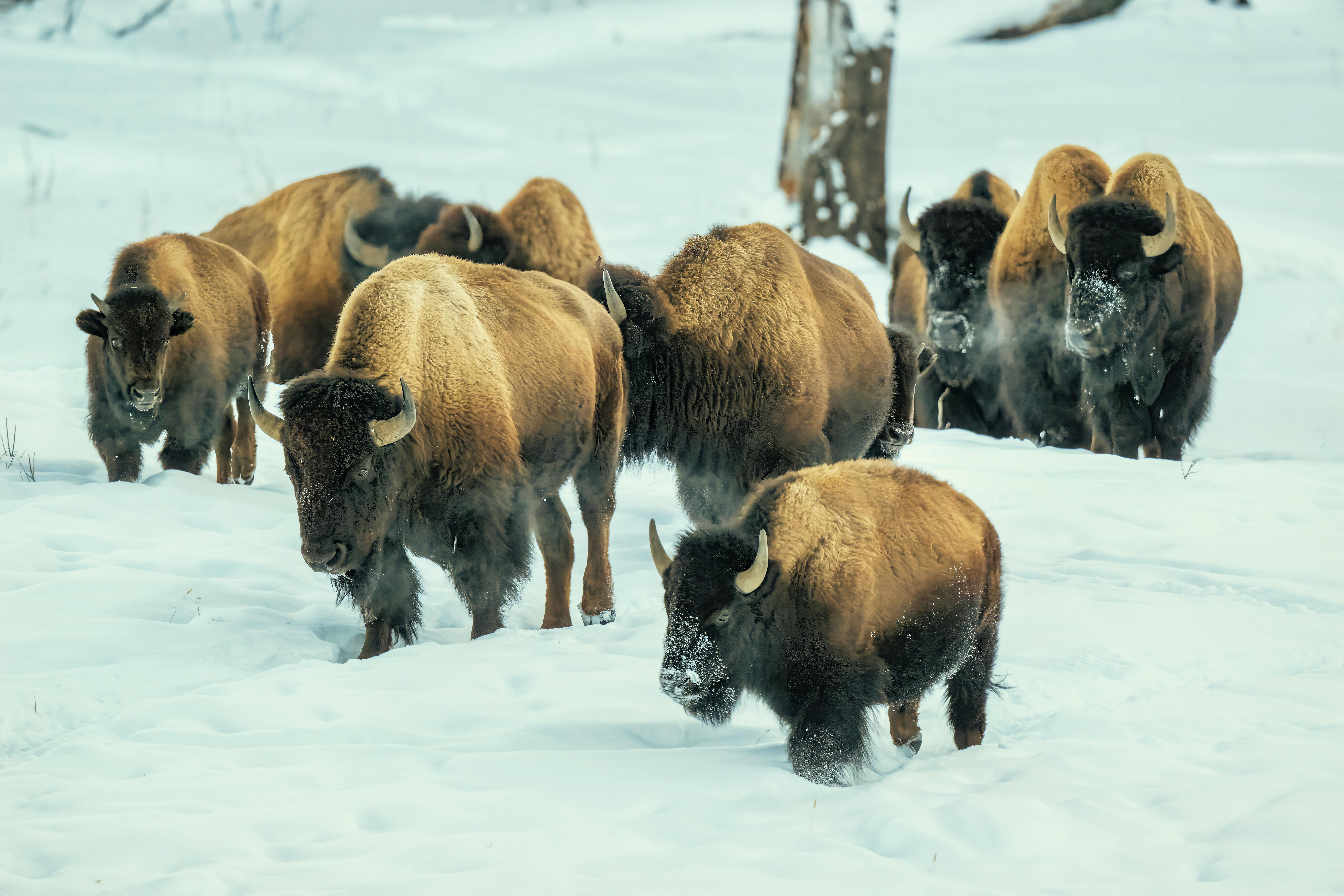 Bison© Chris Desborough