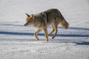 Coyote© Chris Desborough