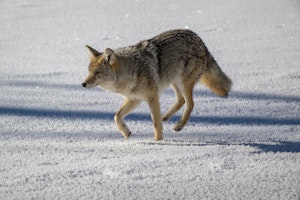 Coyote© Chris Desborough