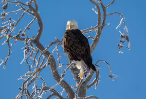 Bald Eagle© Chris Desborough