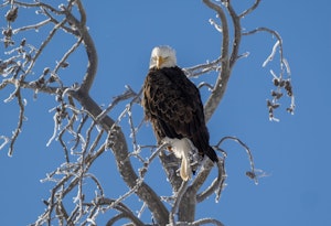 Bald Eagle© Chris Desborough