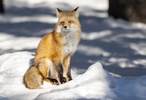 Red Fox©Georgia Struhsaker
