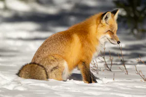 Red Fox© Chris Desborough
