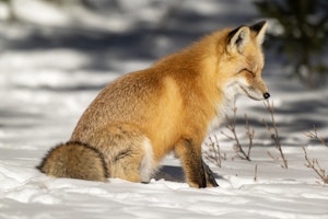 Red Fox© Chris Desborough