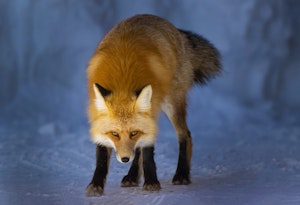 Red Fox© Chris Desborough
