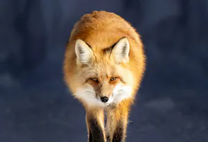 Red Fox© Chris Desborough