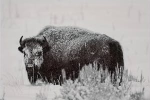 Bison© Chris Desborough