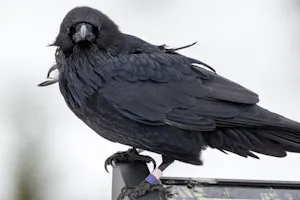 Raven© Chris Desborough