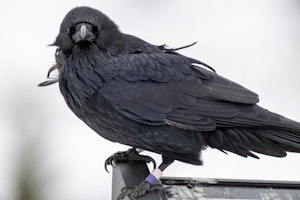 Raven© Chris Desborough