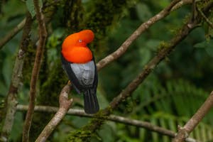 Andean Cock-of-the-Rock
