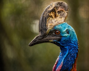 Southern Cassowary © Cheesemans’ Ecology Safaris