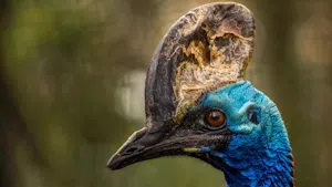 Southern Cassowary © Cheesemans’ Ecology Safaris