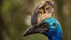 Southern Cassowary © Cheesemans’ Ecology Safaris