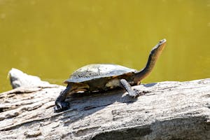 Long-Necked Turtle © Cheesemans’ Ecology Safaris