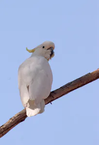Sulphur-crested Cockatoo Debbie Thompson=