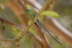 Long-tailed Sylph © Mariann Cyr