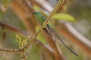 Long-tailed Sylph © Mariann Cyn