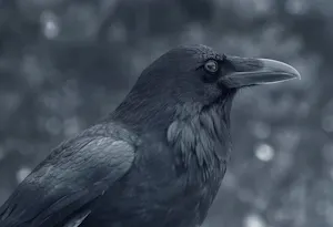 Raven© Chris Desborough