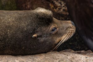 Sea Lion© Morgan Quimby