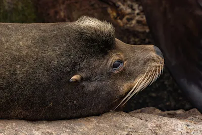Sea Lion