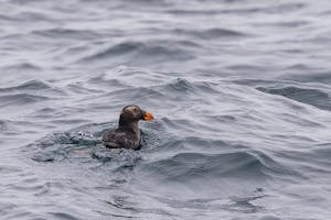 Tufted Puffin© Morgan Quimby