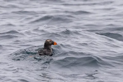 Tufted Puffin