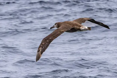 Black-footed Albatross