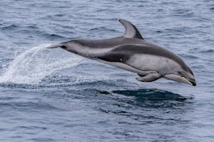 Risso's Dolphin© Morgan Quimby