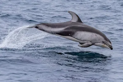 Risso's Dolphin