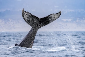 Humpback Whale© Morgan Quimby