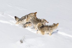 CoyotesAnn Laubach