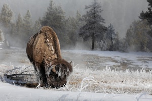 BisonAnn Laubach