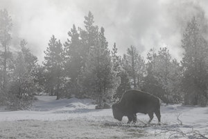 BisonAnn Laubach