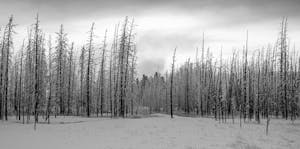 LandscapeAnn Laubach