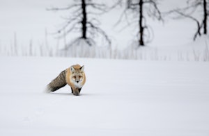 Red FoxAnn Laubach