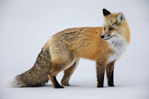Red FoxAnn Laubach
