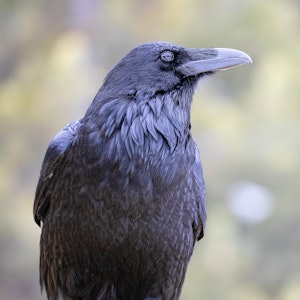 RavenAnn Laubach